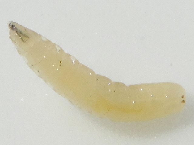 Black Fig Fly larva: the antennae, two tiny points at the anrterior extremity.