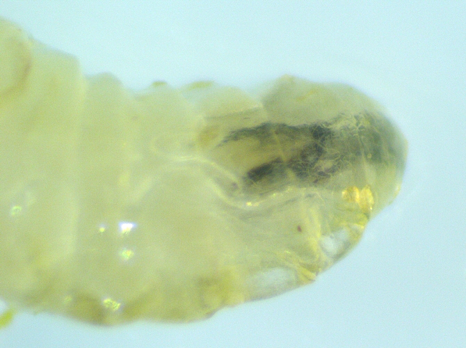 Silba adipata McAlpine larva: right anterior spiracle.
