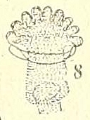 Silba adipata McAlpine larva: anterior spiracle details.