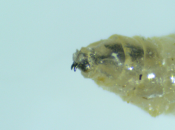 Black Fig Fly larva: cephalic capsule protuding from the first thoracic segment.