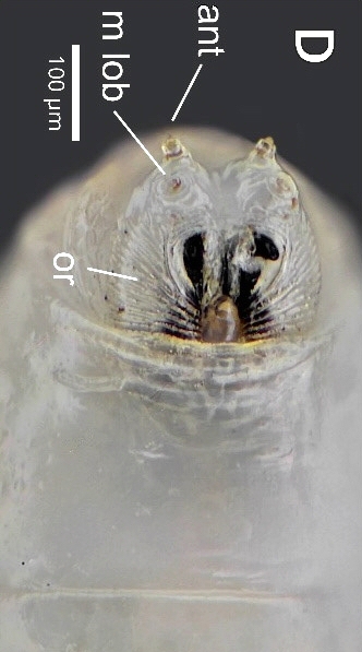 Black Fig Fly larva: cephalic capsule protuding from the first thoracic segment.
