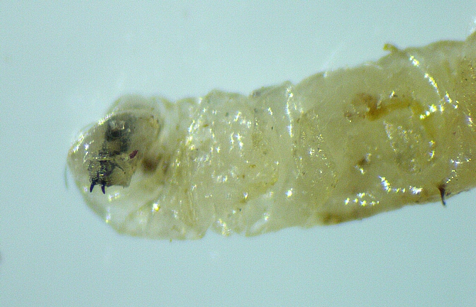 Black Fig Fly larva: opening of the first thoracic segment pocket housing the cephalic capsule.