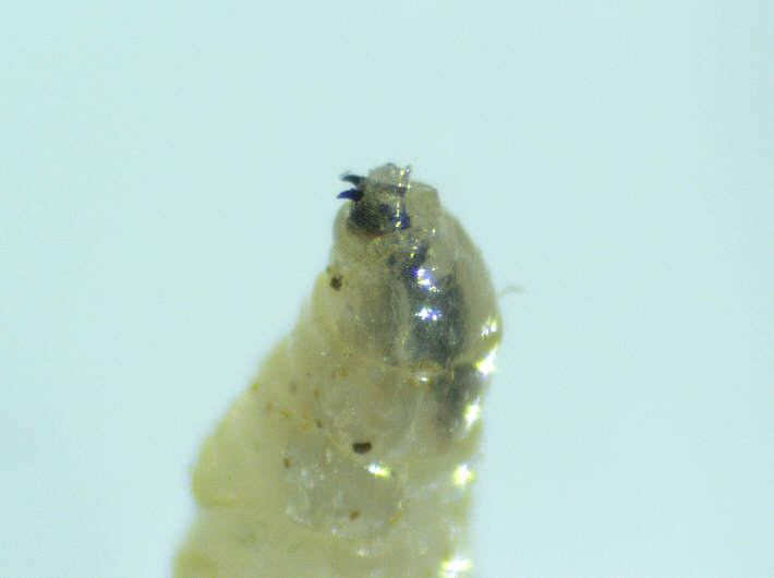 Black Fig Fly larva: cephalic capsule projected out of the first thoracic segment.
