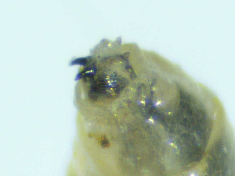 Black Fig Fly larva: oral lobe with transverse lines.