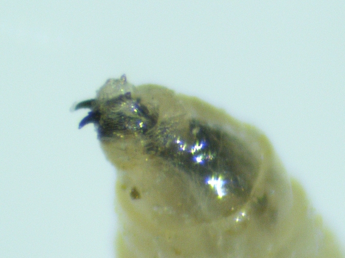 Black Fig Fly larva: two antennae, each of them at the top of one cephalic capsule lobe.