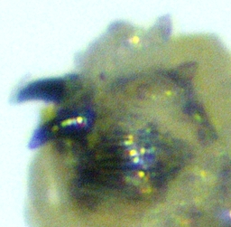 Black Fig Fly larva: details of cephalic capsule antennae.