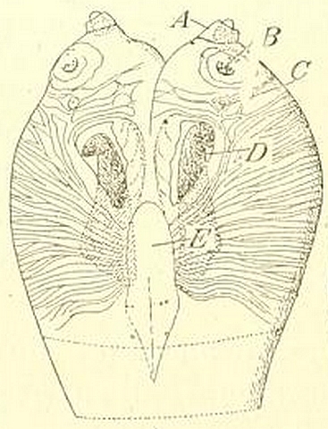 Black Fig Fly larva: cephalic capsule (viewed from below).