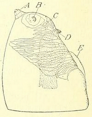 Black Fig Fly larva: cephalic capsule (viewed laterally).