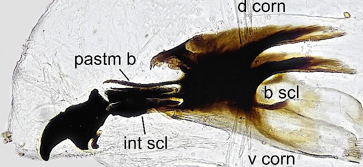 Black Fig Fly larva: cephaloskeleton, to which the mandibles are attached.