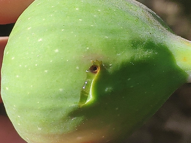 Black Fig Fly (Silba adipata McAlpine): larva exit hole. Fig remained green.