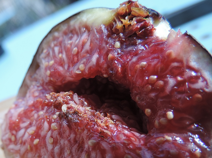 Silba adipata McAlpine larva inside a ripe fig.