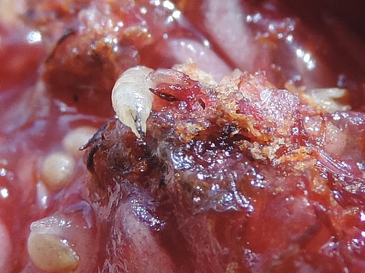 Silba adipata McAlpine: larva and larva damage inside a ripe fig.