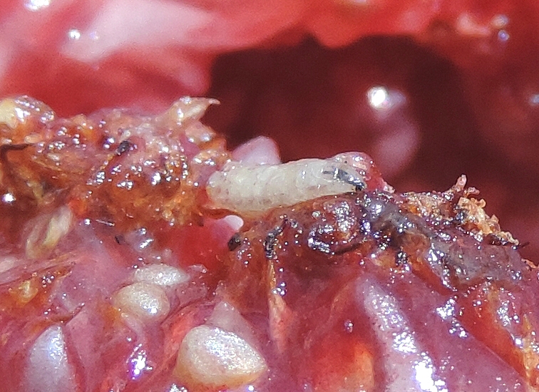 Silba adipata McAlpine: larva and larva damage inside a ripe fig.