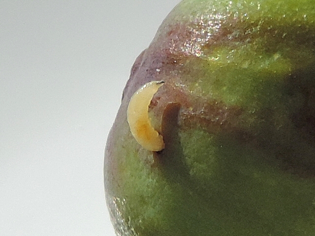 Black Fig Fly: larva leaving the fig trough an exit hole it has pierced in the epidermis.
