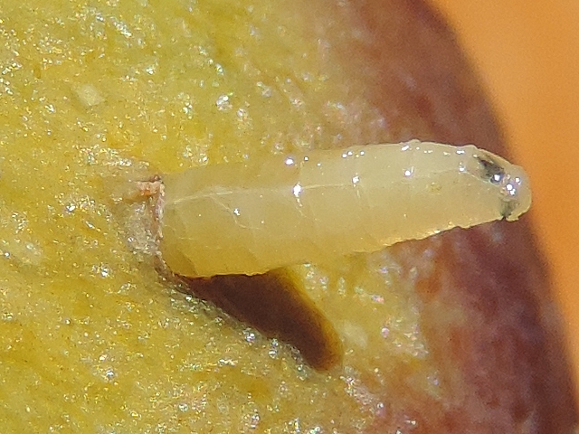 Black Fig Fly larva leaving an immature fig.
