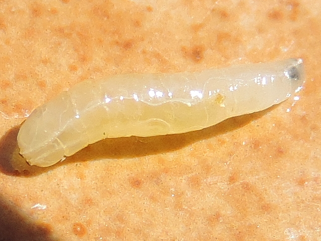 Black Fig Fly (Silba adipata McAlpine) larva: main tracheas. 