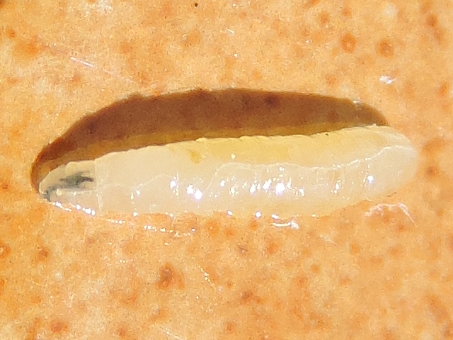 Silba adipata McAlpine larva: left main trachea and left anterior spiracle.