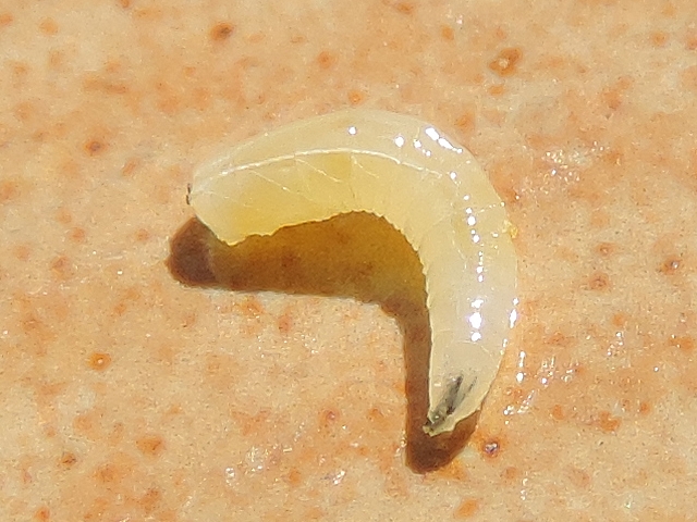 Silba adipata McAlpine larva: sone ramifications of the right main trachea.