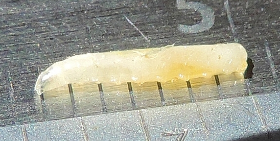 Silba adipata McAlpine larva maximum length (7 mm).