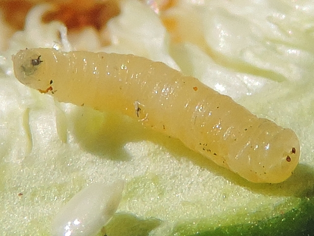 Black Fig Fly larva mouth hooks protubing from the first thoracic segment.