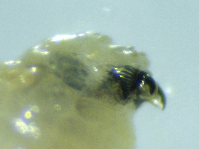Black Fig Fly larva: oral lobe with transverse lines.