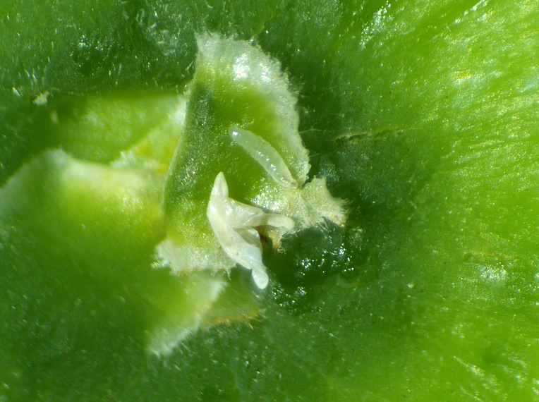 Silba adipata McAlpine: 1 larva and 3 chorions under an ostiolar scale.