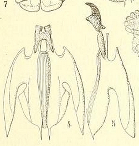 Black Fig Fly: pharyngeal armature.