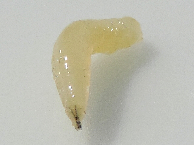 Black Fig Fly: pharyngeal armature (V-shaped) extended by the mandibles, the whole forming a Y.