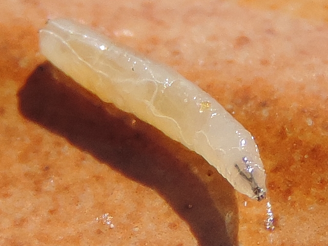 Black Fig Fly: pharyngeal armature (V-shaped) extended by the mandibles, the whole forming a Y.