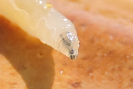 Black Fig Fly: pharyngeal armature (V-shaped) extended by the mandibles, the whole forming a Y.