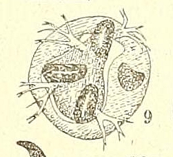 Silba adipata McAlpine larva posterior spiracle (F. SILVESTRI). 