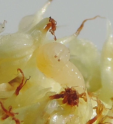 Silba adipata McAlpine larva: posterior spiracles.