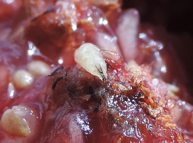 Black Fig Fly: pharyngeal armature (V-shaped) extended by the mandibles, the whole forming a Y.
