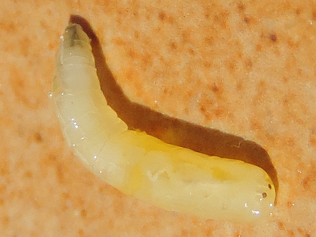 Silba adipata McAlpine larva : the four spiracles.