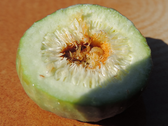 Silba adipata McAlpine : cross section of an unripe infested fig, revealing 2 larvae of different sizes.