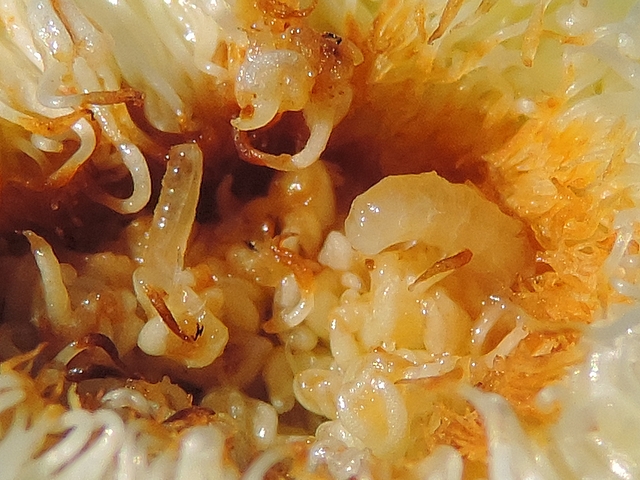 Silba adipata McAlpine : detail of the central cavity of an unripe fig containing 2 larvae of different sizes.