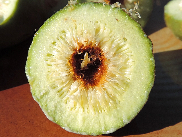 Silba adipata McAlpine: cross section of an unripe infested fig, revealing 3 larvae of different sizes.