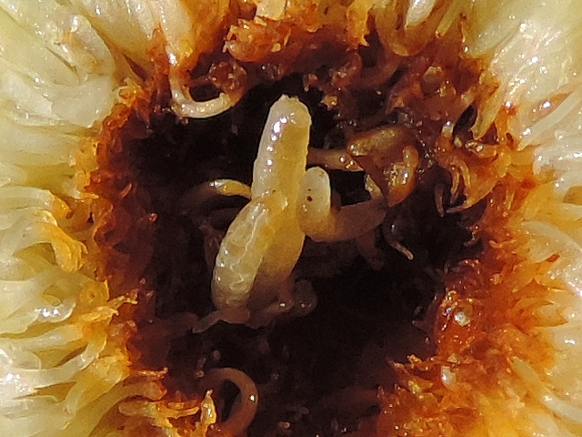 Silba adipata McAlpine: detail of the central cavity of an unripe fig containing 3 larvae of different sizes.
