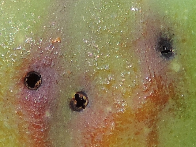Black Fig Fly: larvae exit holes (details).