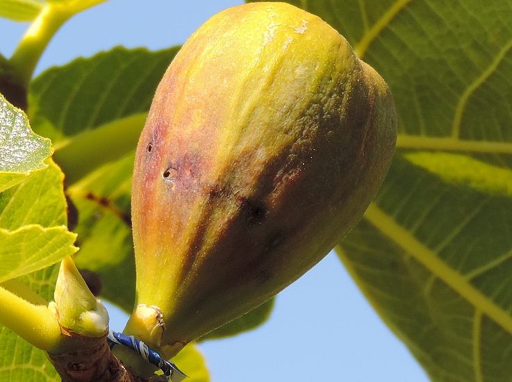 Fig evolving towards maturity, with Silba adipata McAlpine larvae exit holes.