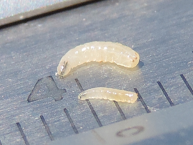 Silba adipata McAlpine : size measurement of 2 of the 6 larvae found in the same immature fig.