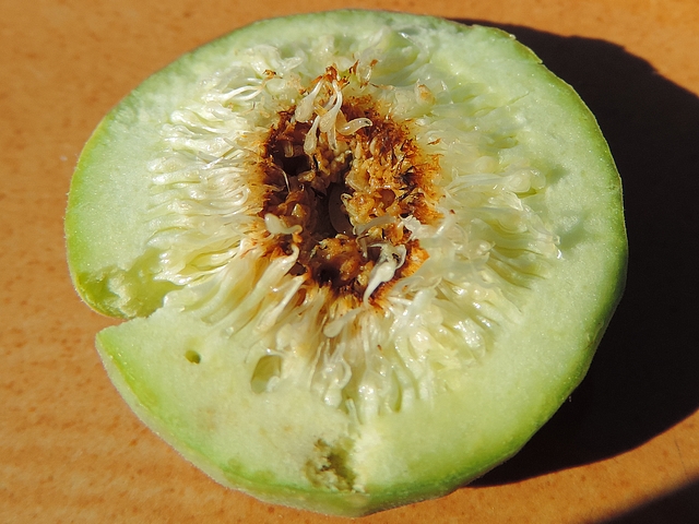 Silba adipata McAlpine: cross section of an unripe infested fig containing 3 larvae of different sizes.