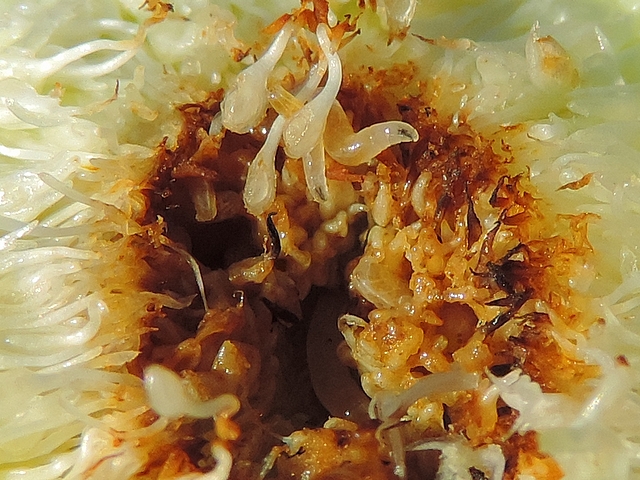 Silba adipata McAlpine: detail of the central cavity of an unripe infested fig revealing 3 larvae of different sizes.