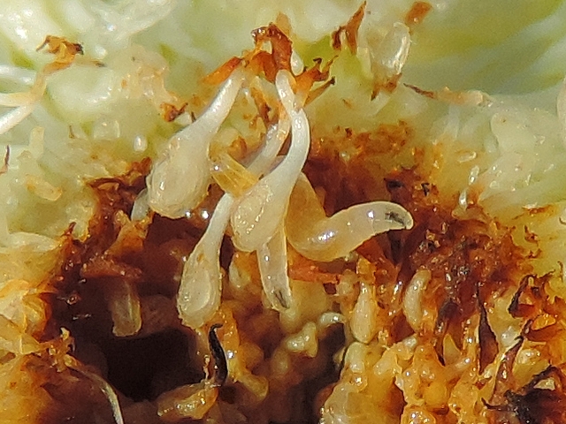Silba adipata McAlpine: detail of the 2 larvae of different sizes above the inflorescence.