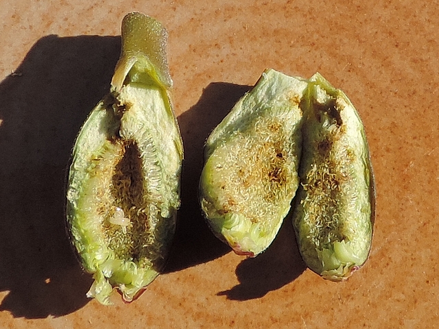 Immature fig with a diameter of 1.2 cm containing 4 Silba adipata McAlpine larvae (in fragment of the left).