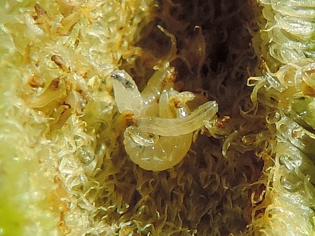 Silba adipata McAlpine larvae of two different sizes inside an immature fig with a diameter of 1.2 cm.