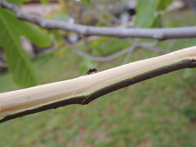 Black Fig Fly (Silba adipata McAlpine, 1956) attracted to a debarked fig tree branch.