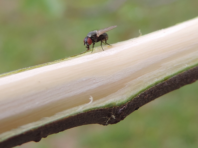 Black Fig Fly (Silba adipata McAlpine, 1956) sucking the bast zone on a debarked fig tree branch.