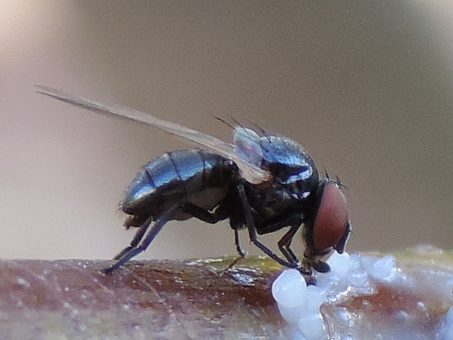 Silba adipata McAlpine: abdomen end of a male.