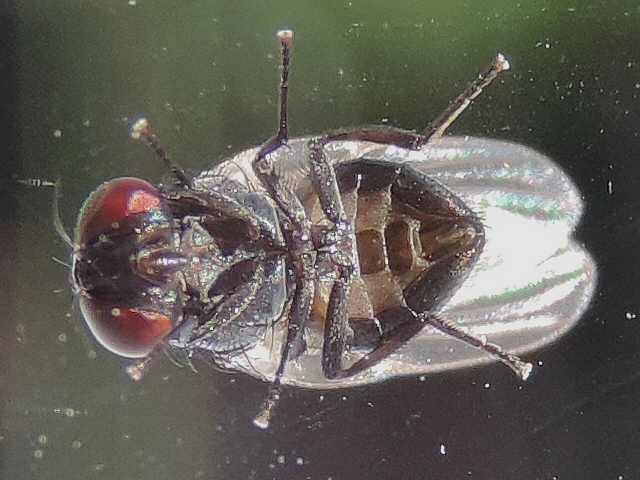 Silba adipata McAlpine: abdomen end of a male (ventral view).